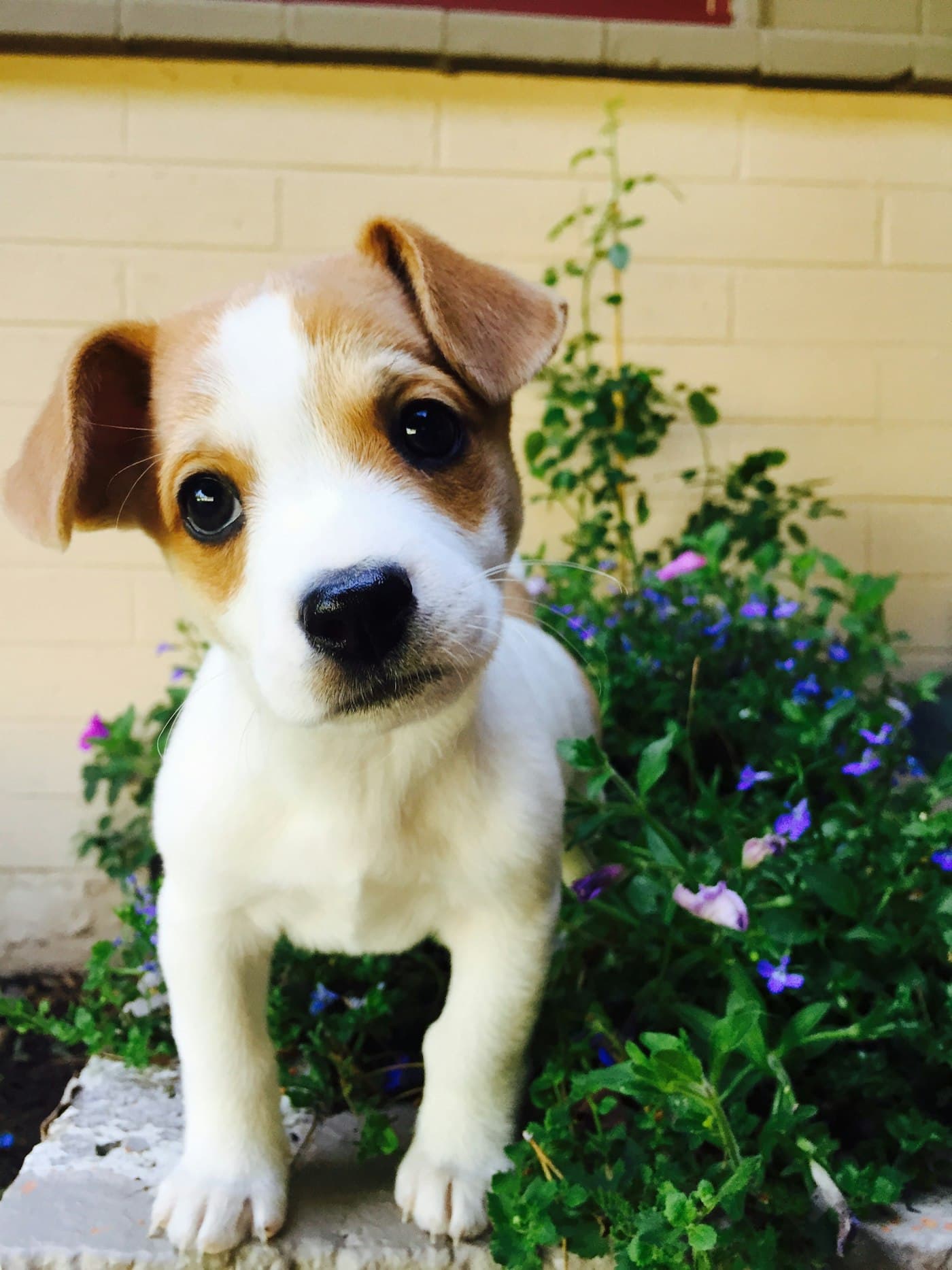 Un perro y un gato juntos: el caldo también es para ellos